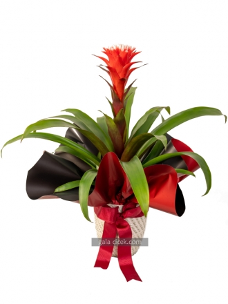 Guzmania Hope