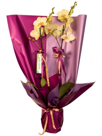 Yellow Dream Orkide