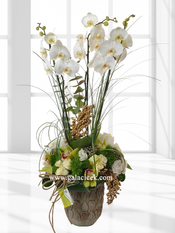 Beyaz Butik Orkide